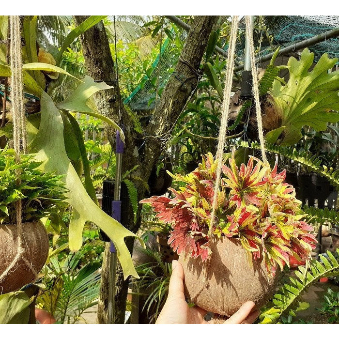 Coconut shell planter pot