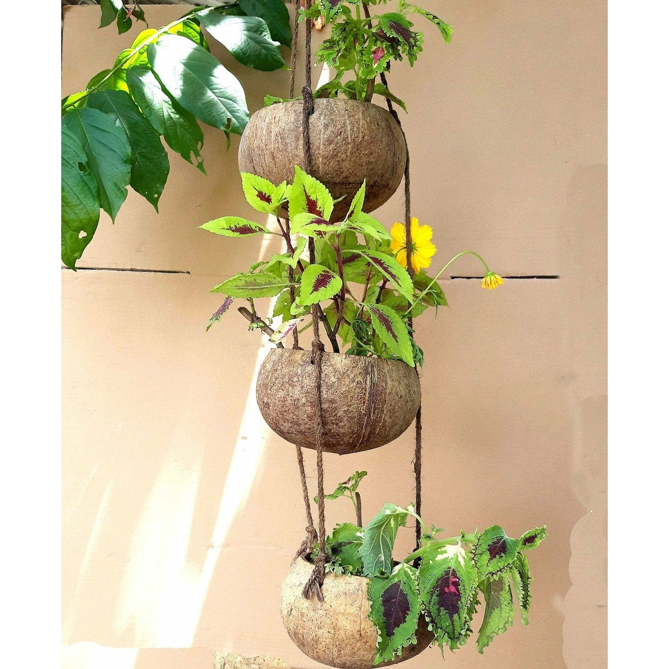 Triple Hanging Coconut Shell Cactus Planter